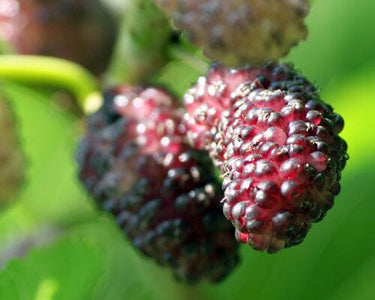 Mulberry Dwarf Everbearing Tree